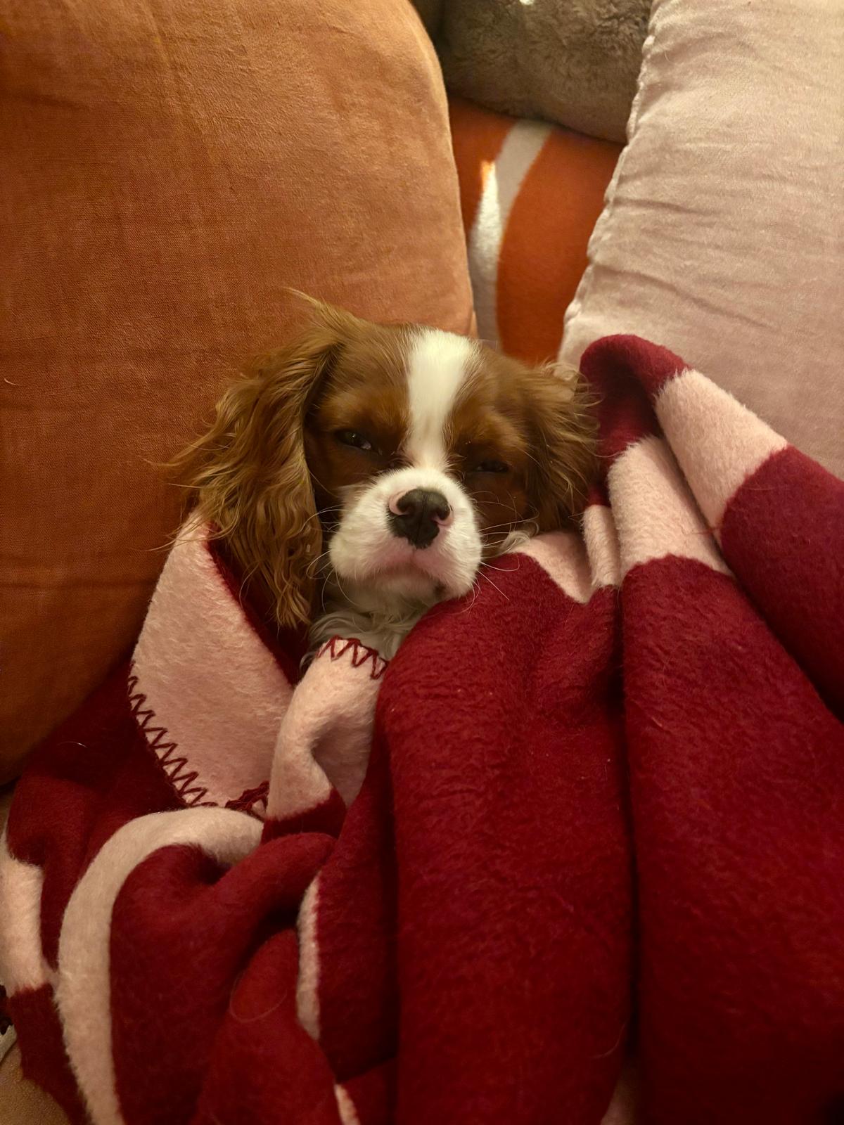 Atarax la chienne cavalier king charles, enroulée dans un plaid rouge