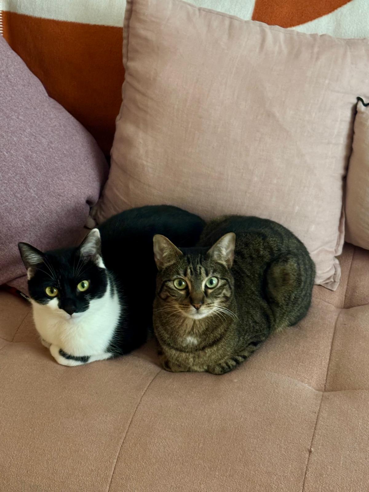 Opium et Témesta sur le canapé saumon — les chattes du cabinet
