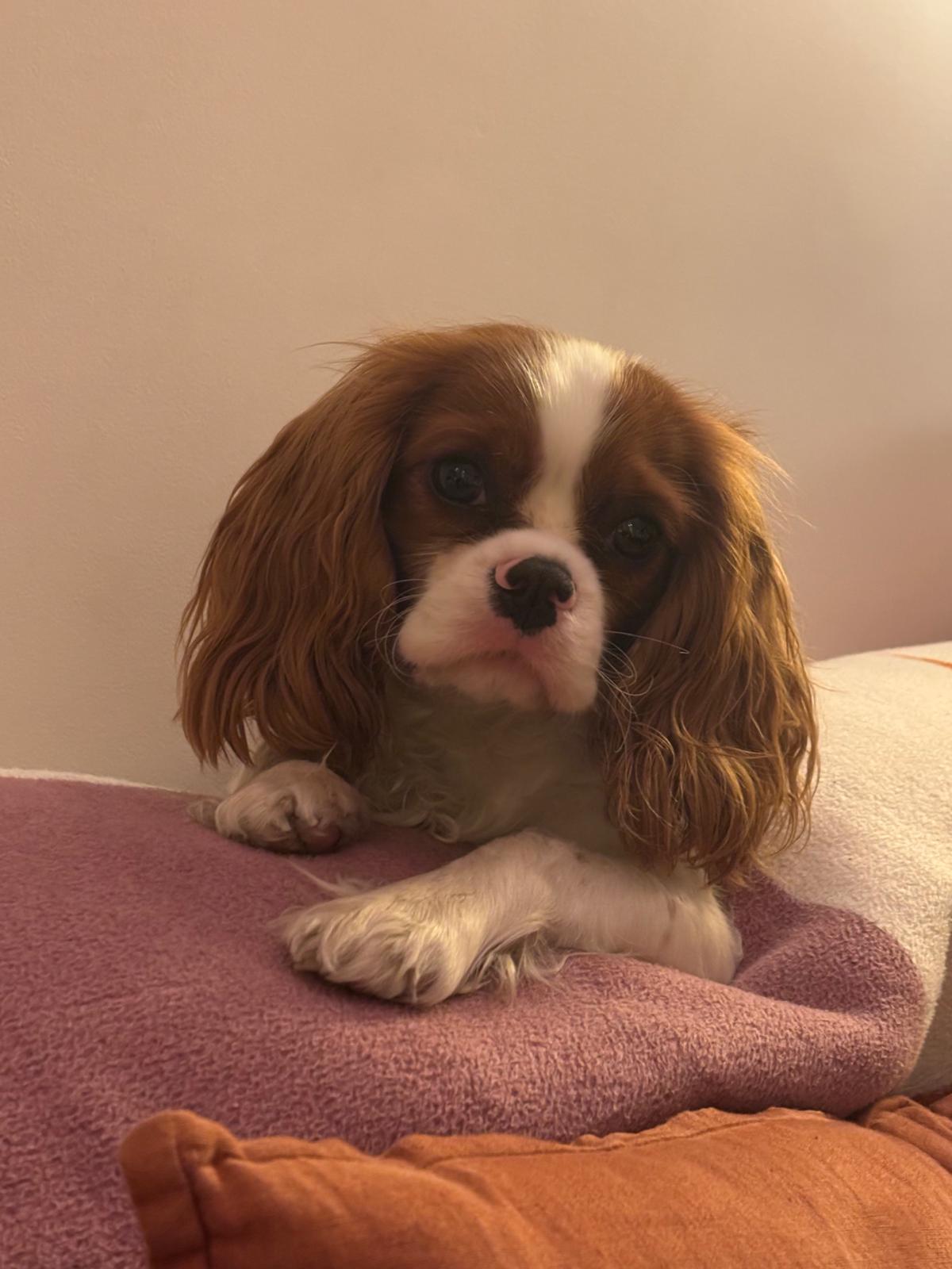 Atarax la chienne cavalier king charles - portrait